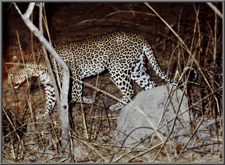 Leopard Kafue Nationalpark